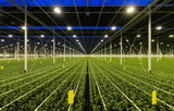 艾迈斯欧司朗推出新款白光LED，提供高效的植物照明解决方案